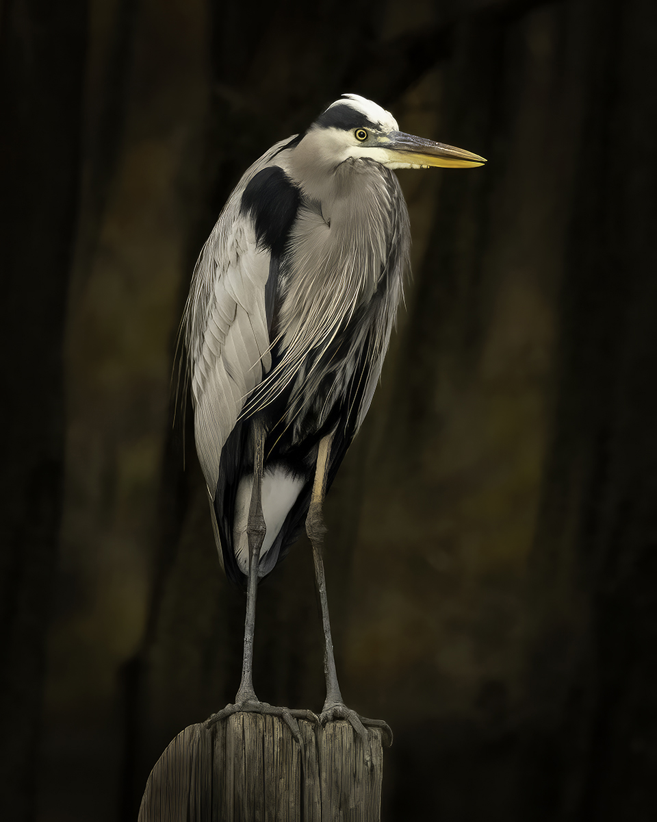 The Silent Observer - Lmedine