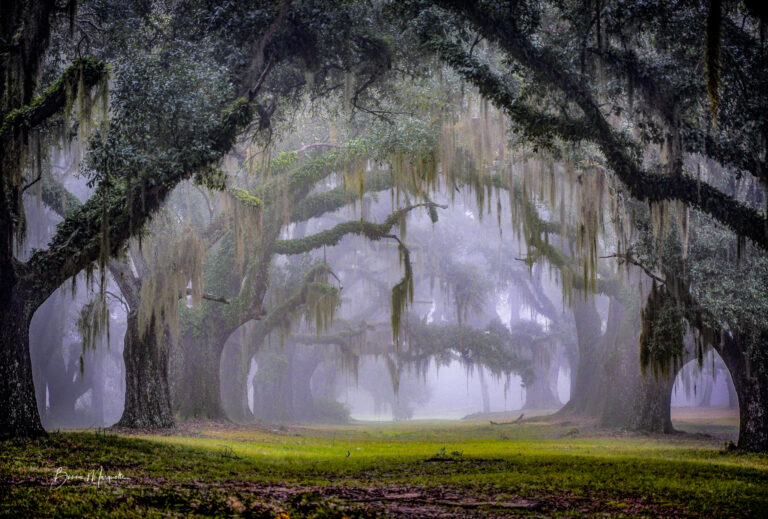 Louisiana Photographic Society – Baton Rouge, LA